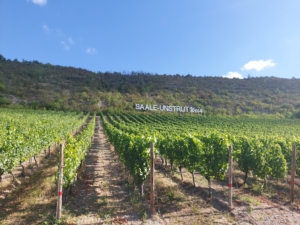 Saale-Unstrut Wein