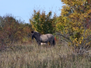 Wildpferde in Tote Täler